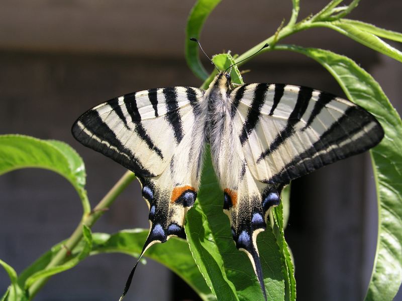 Schmetterling