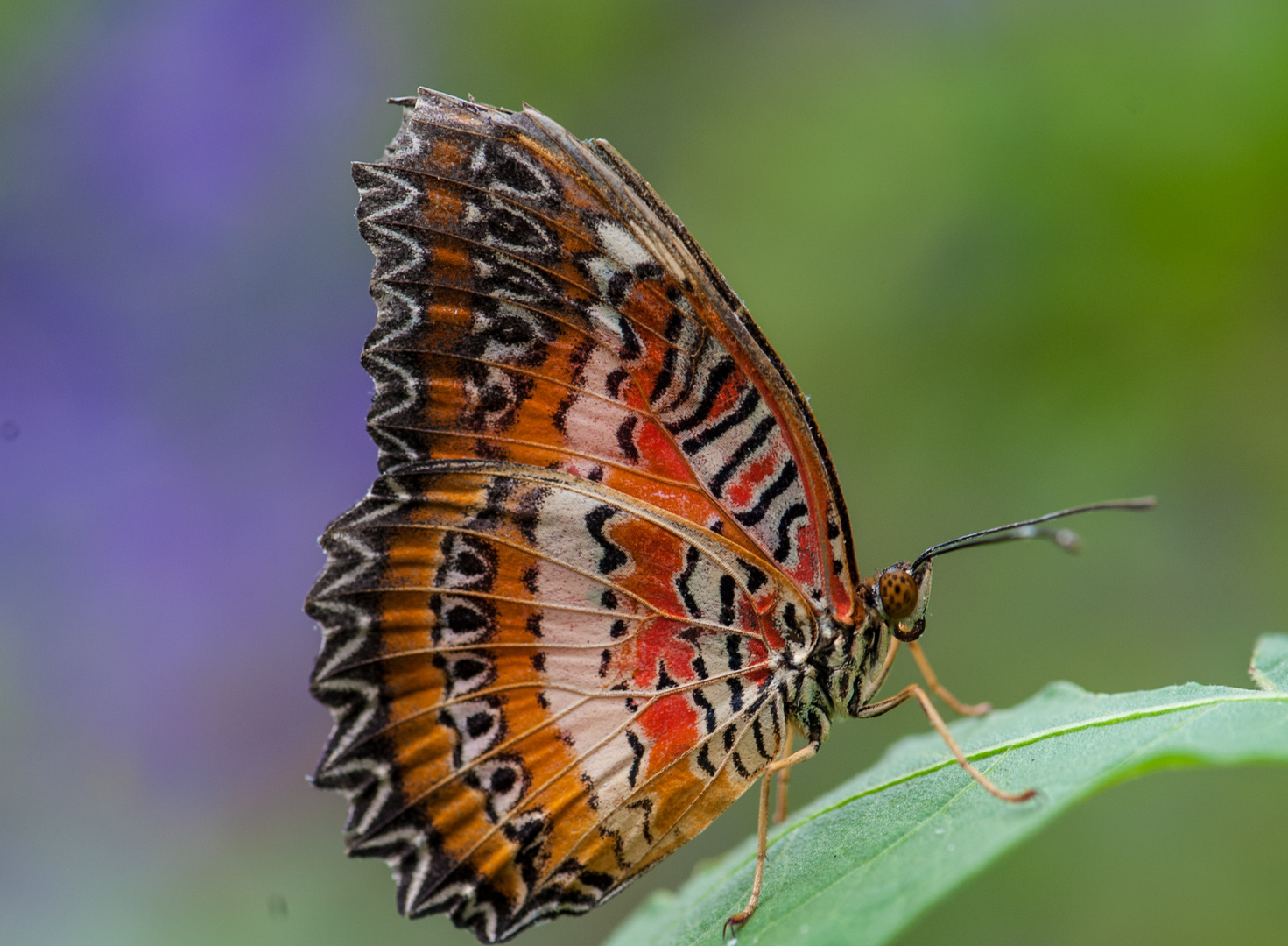 Schmetterling (?)