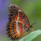 Schmetterling (?)