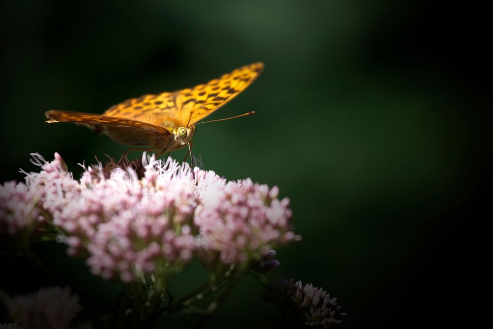 Schmetterling von Tobi Fritz 