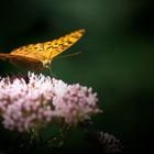 Schmetterling