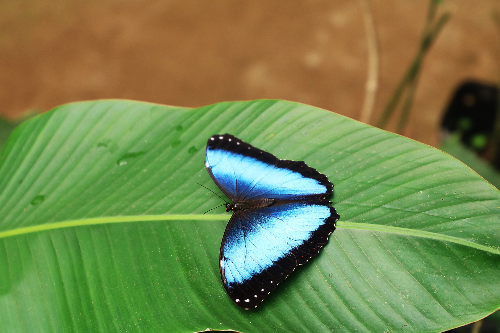 Schmetterling