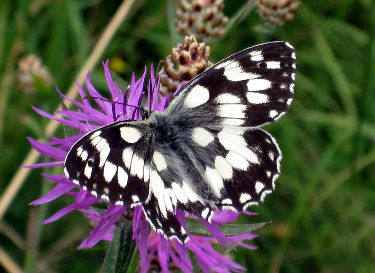 Schmetterling