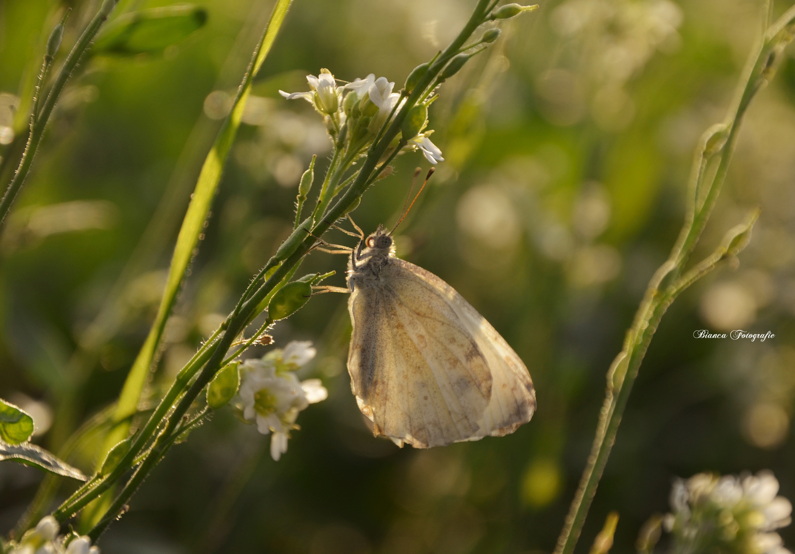 Schmetterling~