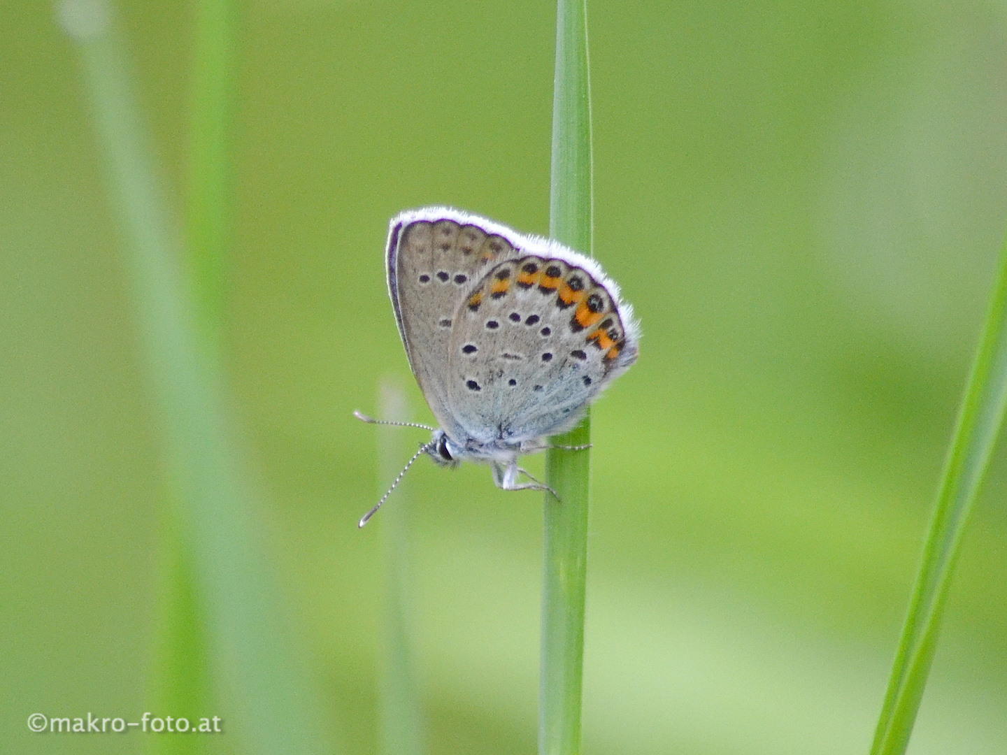 Schmetterling