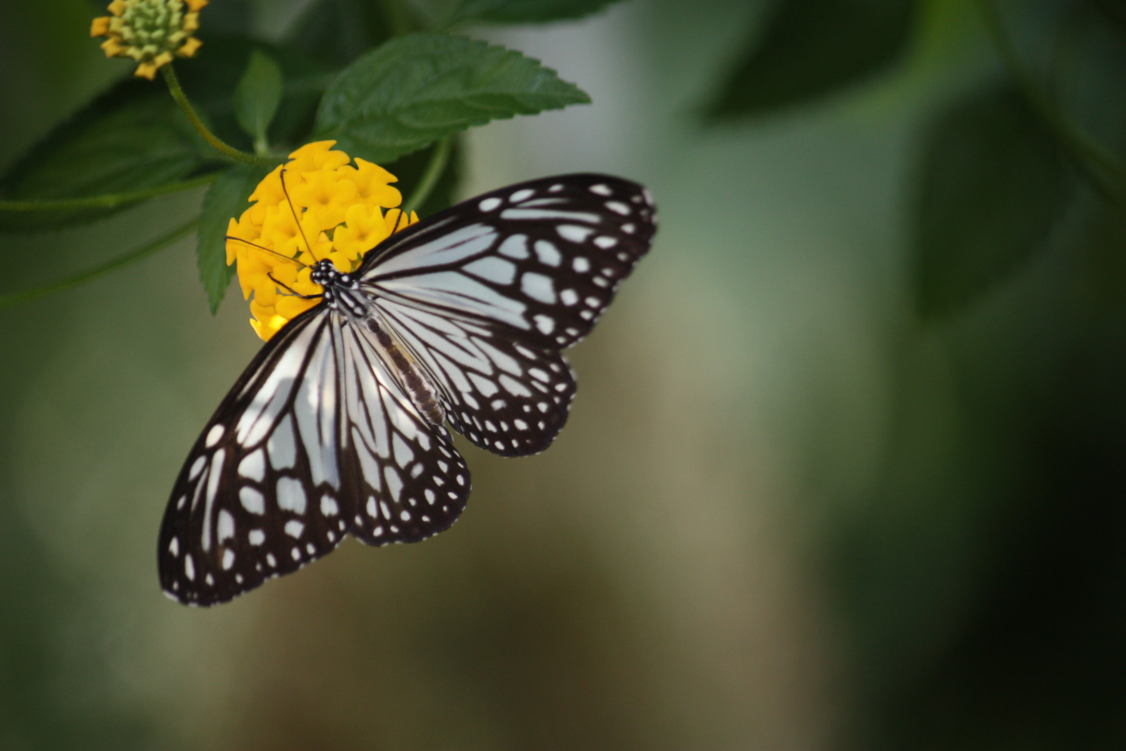 Schmetterling