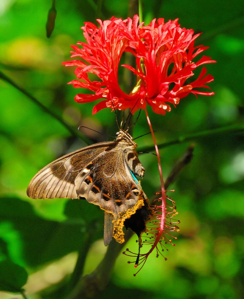 Schmetterling