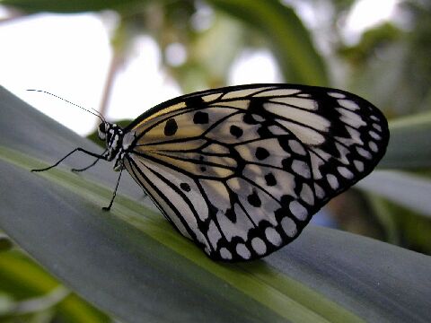 Schmetterling