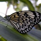 Schmetterling