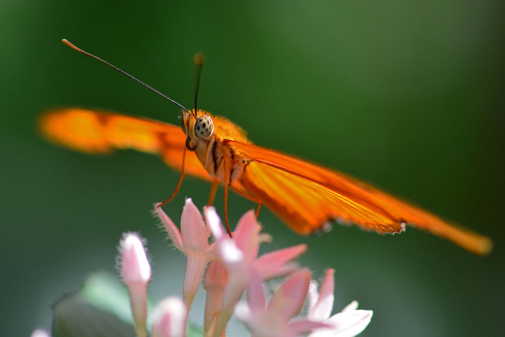 Schmetterling