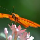 Schmetterling