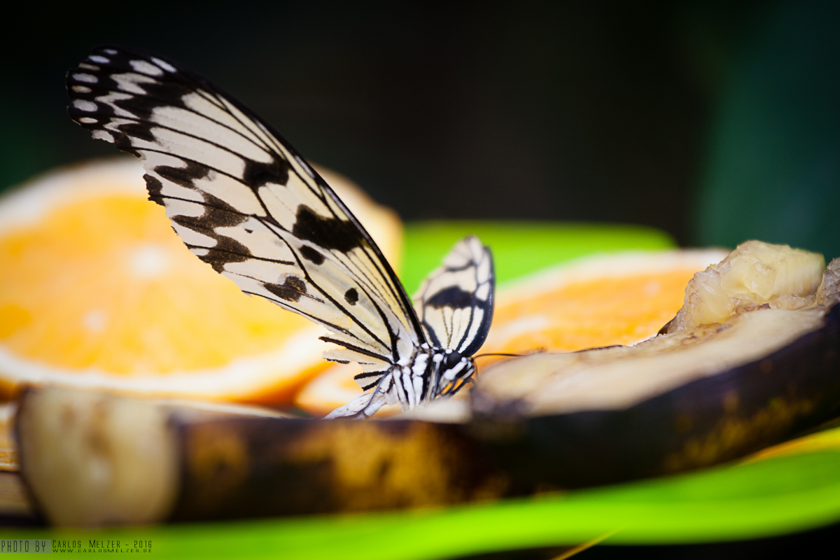 Schmetterling