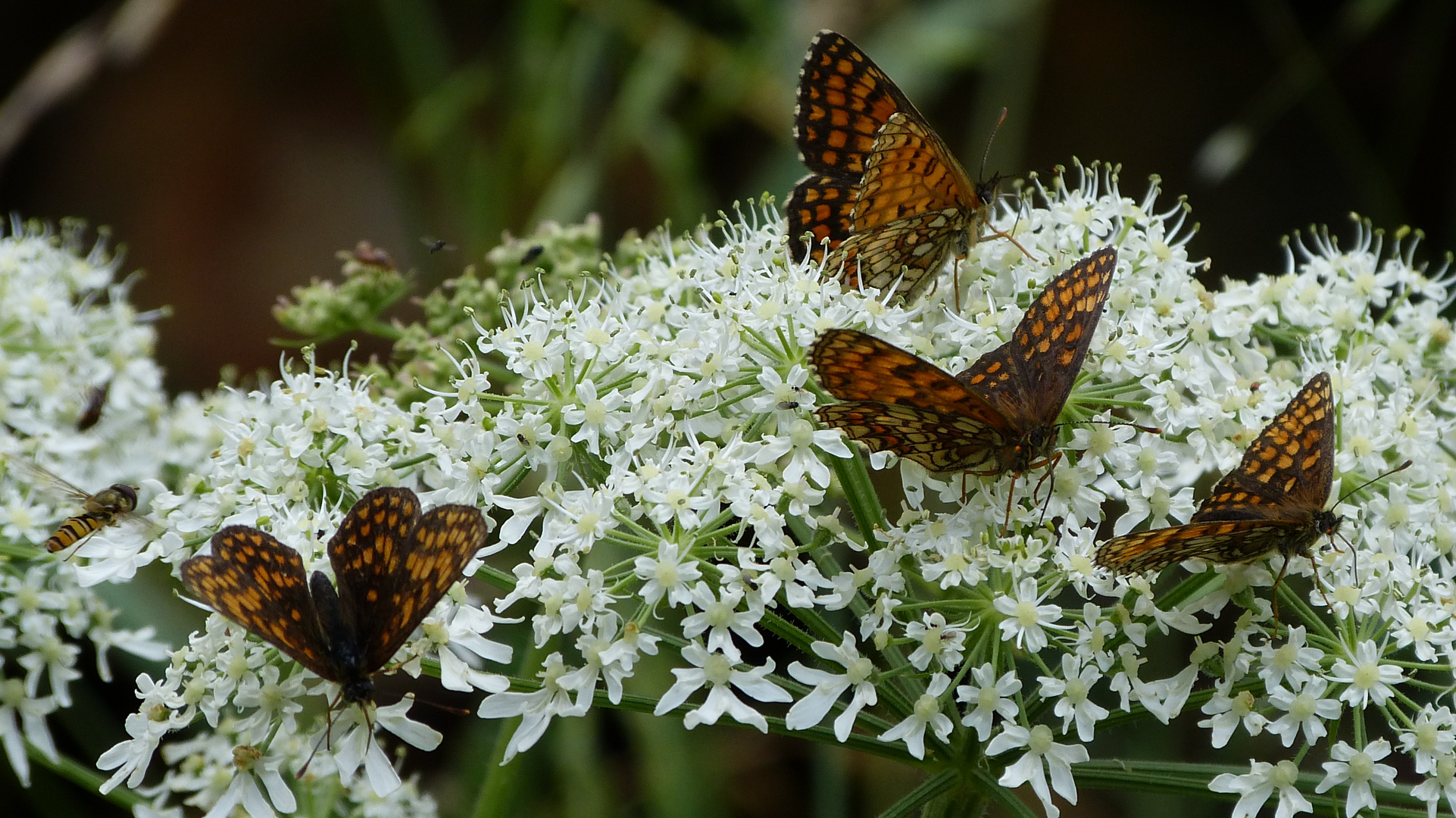 Schmetterling 