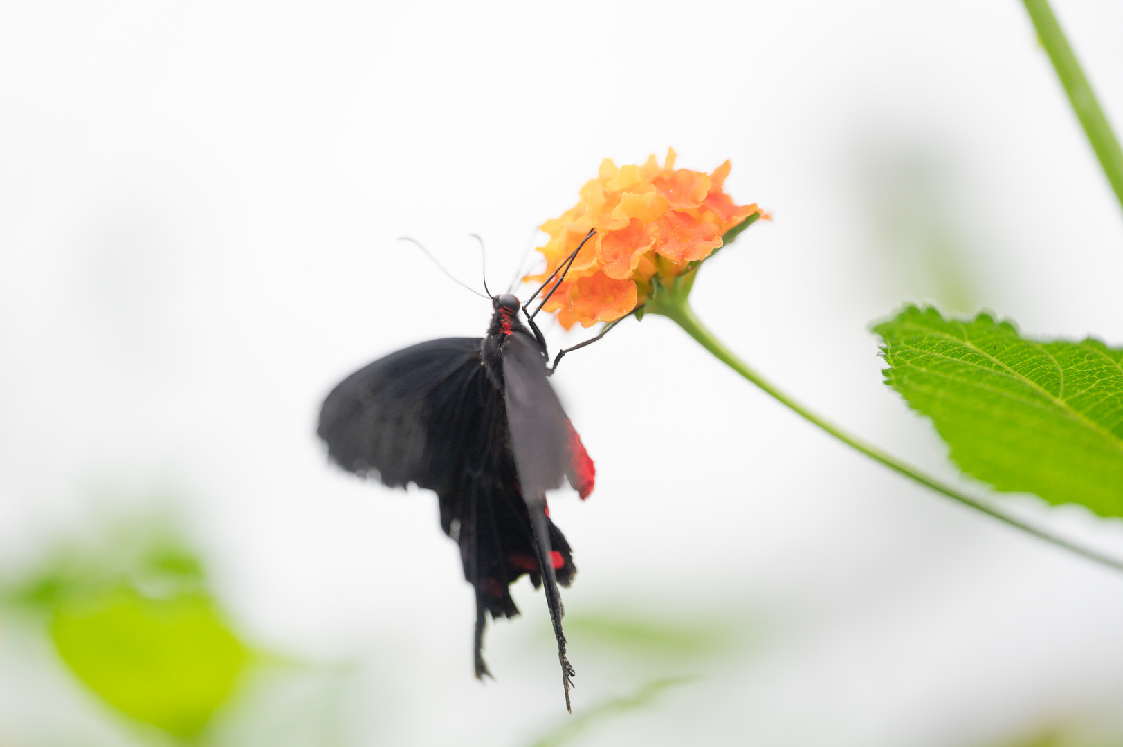 Schmetterling 