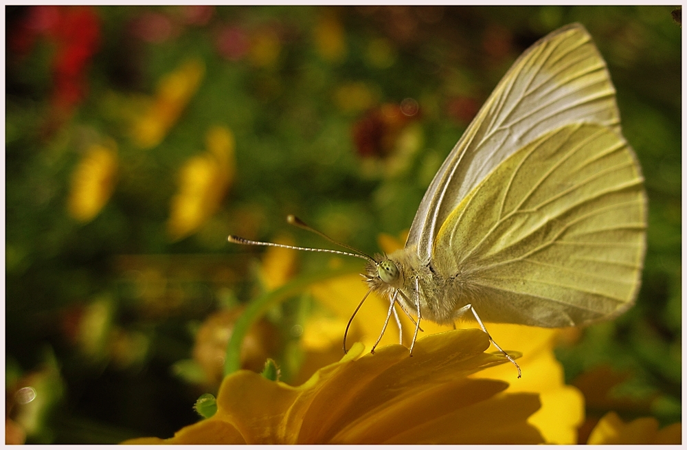 *Schmetterling*