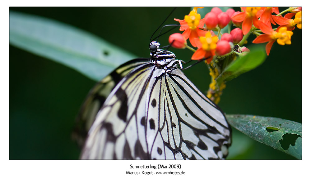 Schmetterling