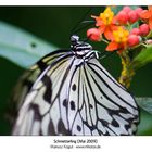 Schmetterling