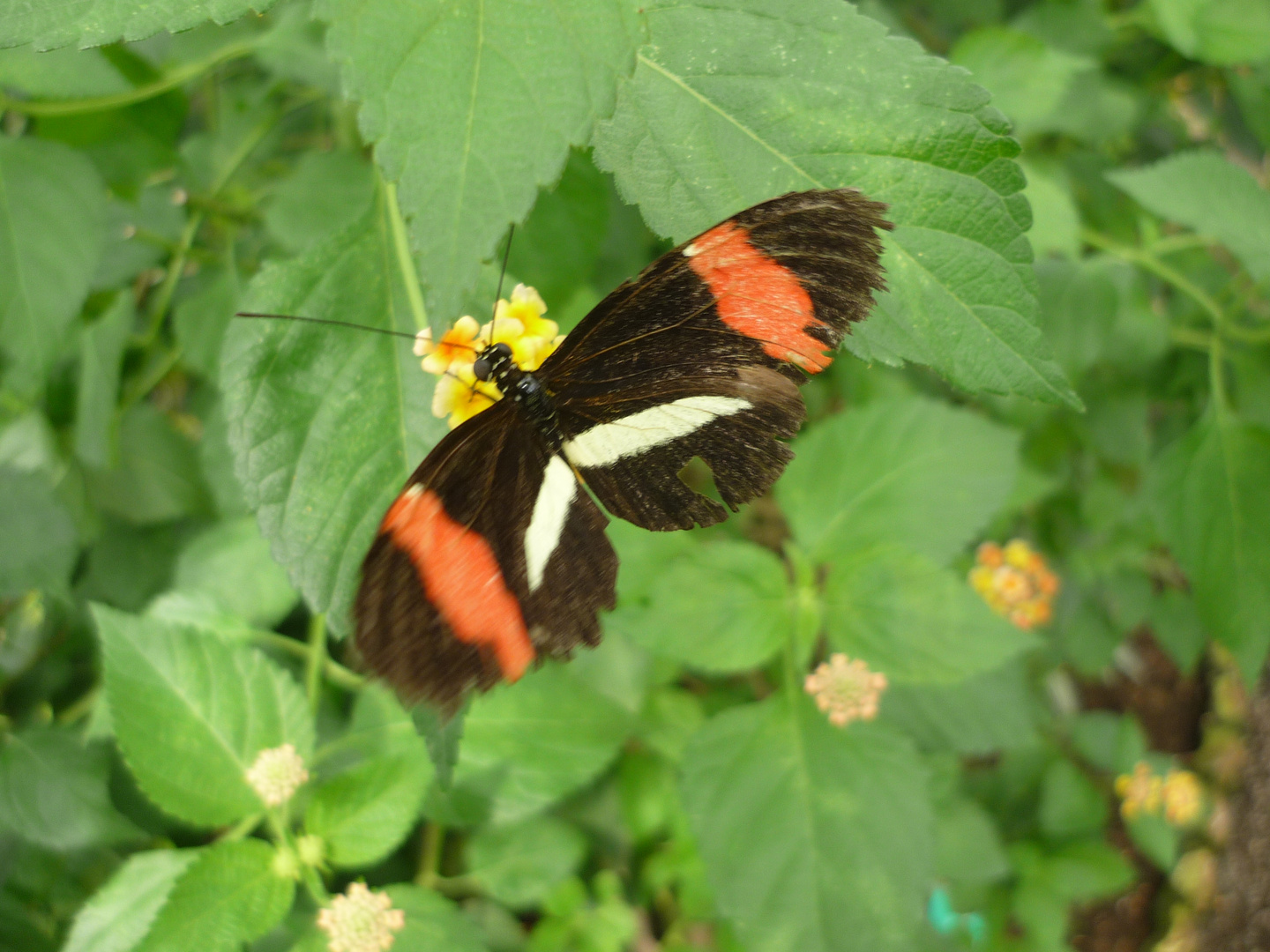 schmetterling