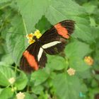 schmetterling