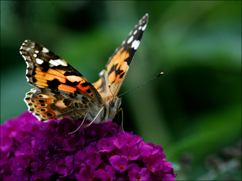 Schmetterling