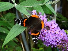 Schmetterling 