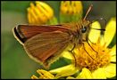 Schmetterling... by Gerhard Barth 