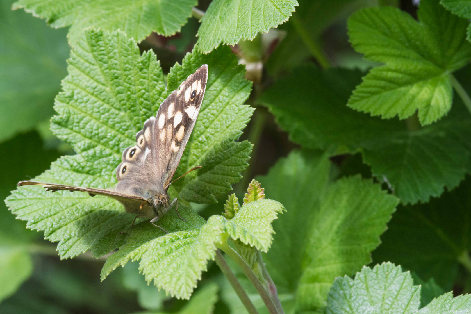 Schmetterling