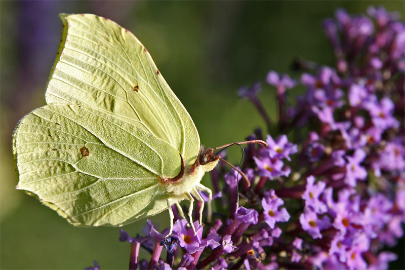 Schmetterling