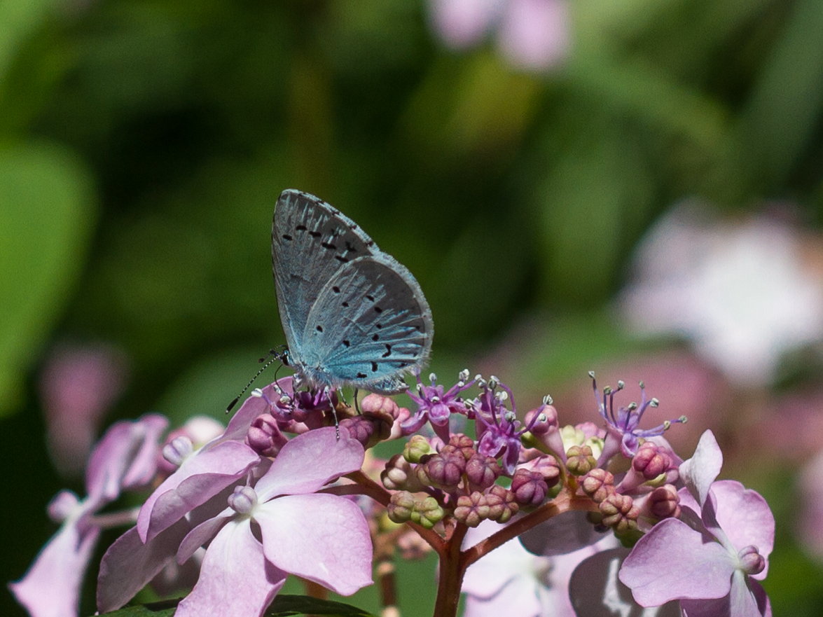 Schmetterling