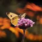 Schmetterling bei Dämmerung