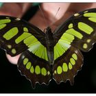 Schmetterling bei den Foz do Iguaçu