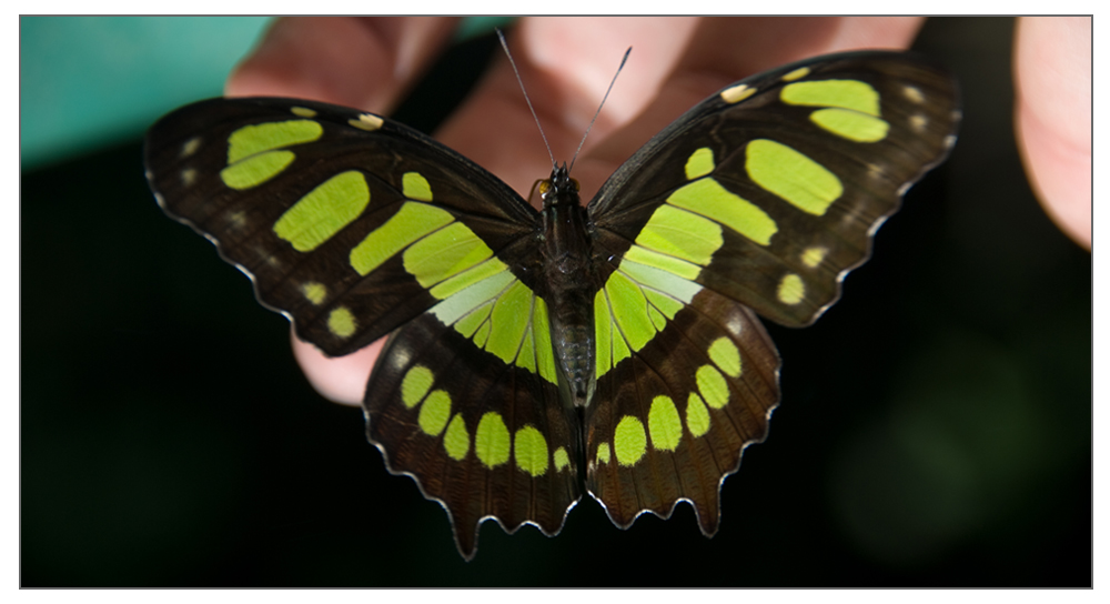 Schmetterling bei den Foz do Iguaçu