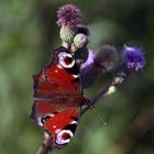 Schmetterling bei der Arbeit