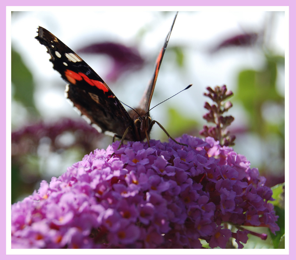 Schmetterling bei der Arbeit