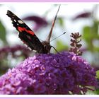 Schmetterling bei der Arbeit