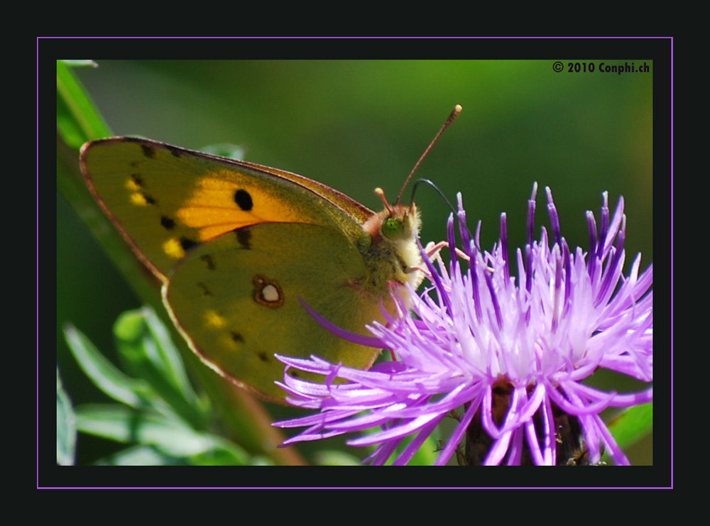 Schmetterling bei der Arbeit