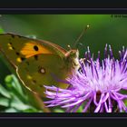 Schmetterling bei der Arbeit