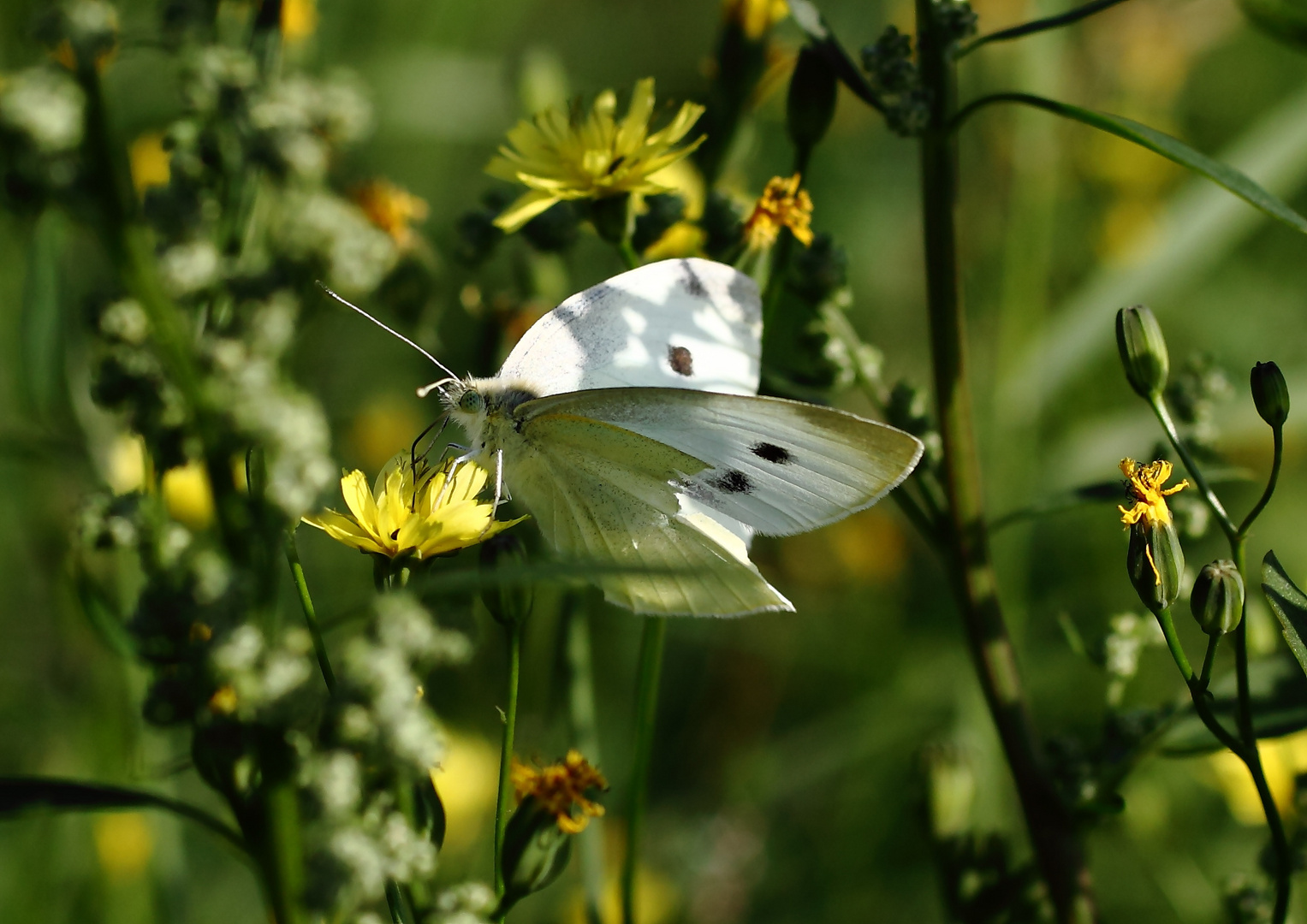 Schmetterling bei der Arbeit