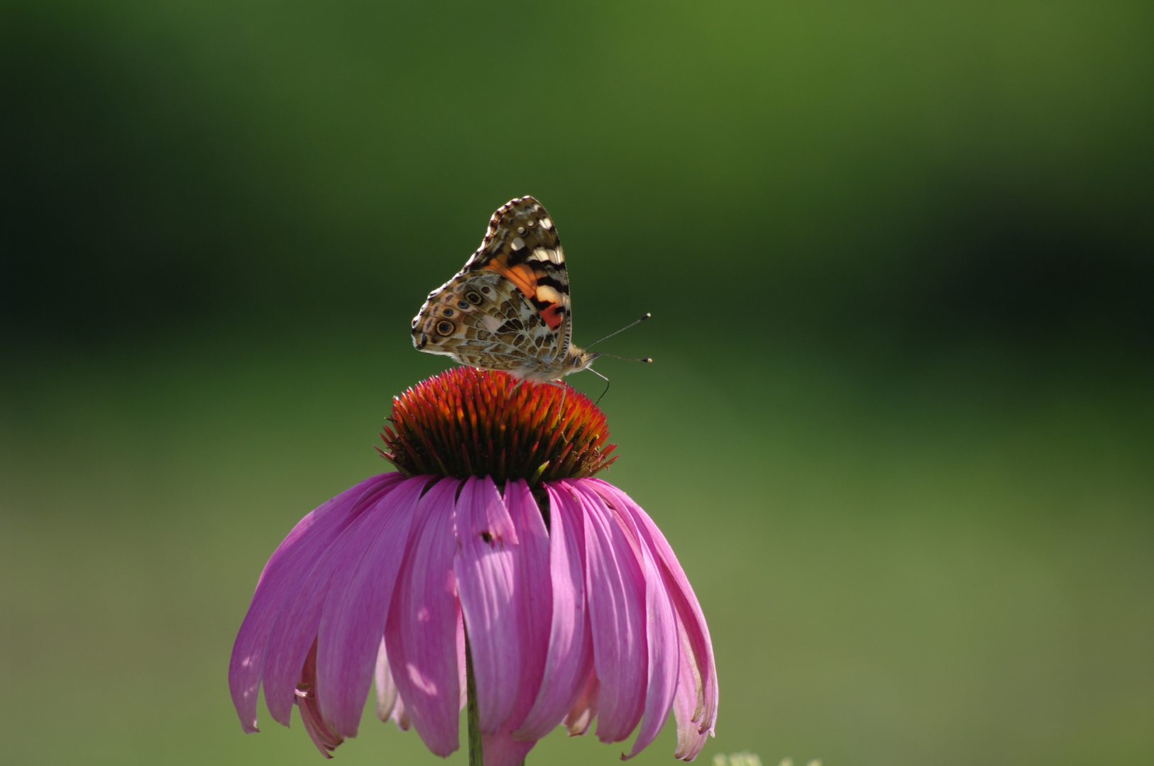 Schmetterling bei der Arbeit