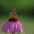 Schmetterling bei der Arbeit