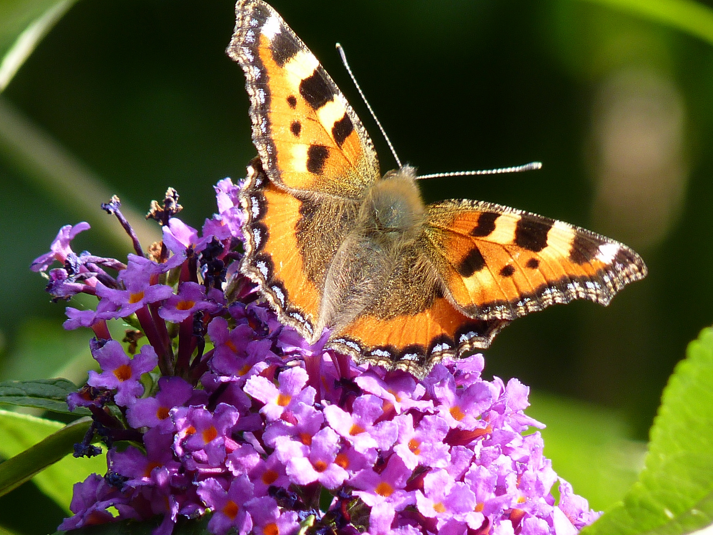 Schmetterling bei der Arbeit