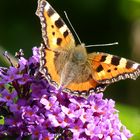 Schmetterling bei der Arbeit