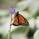 Schmetterling bei der Arbeit