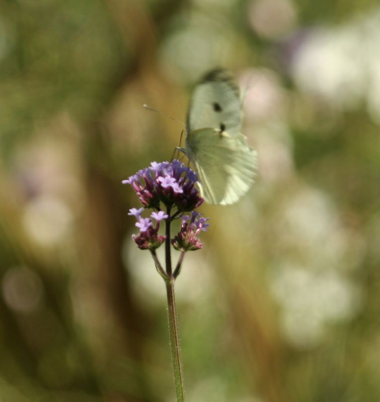 Schmetterling bei der Arbeit