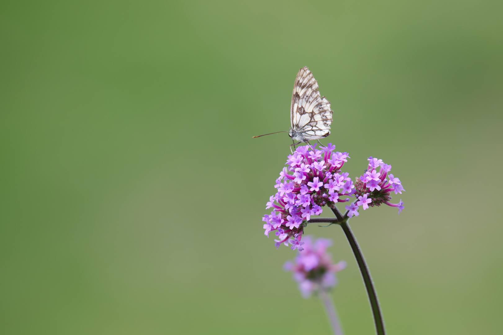 Schmetterling bei der Arbeit