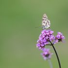 Schmetterling bei der Arbeit