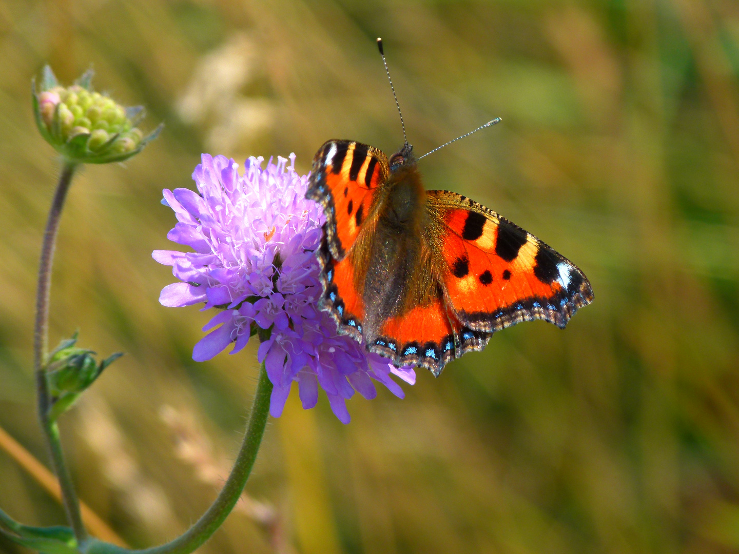 Schmetterling bei der Arbeit