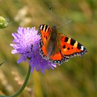 Schmetterling bei der Arbeit