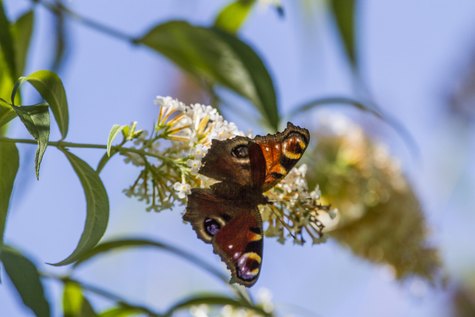 Schmetterling bei der arbeit. was sonst...