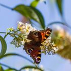 Schmetterling bei der arbeit. was sonst...